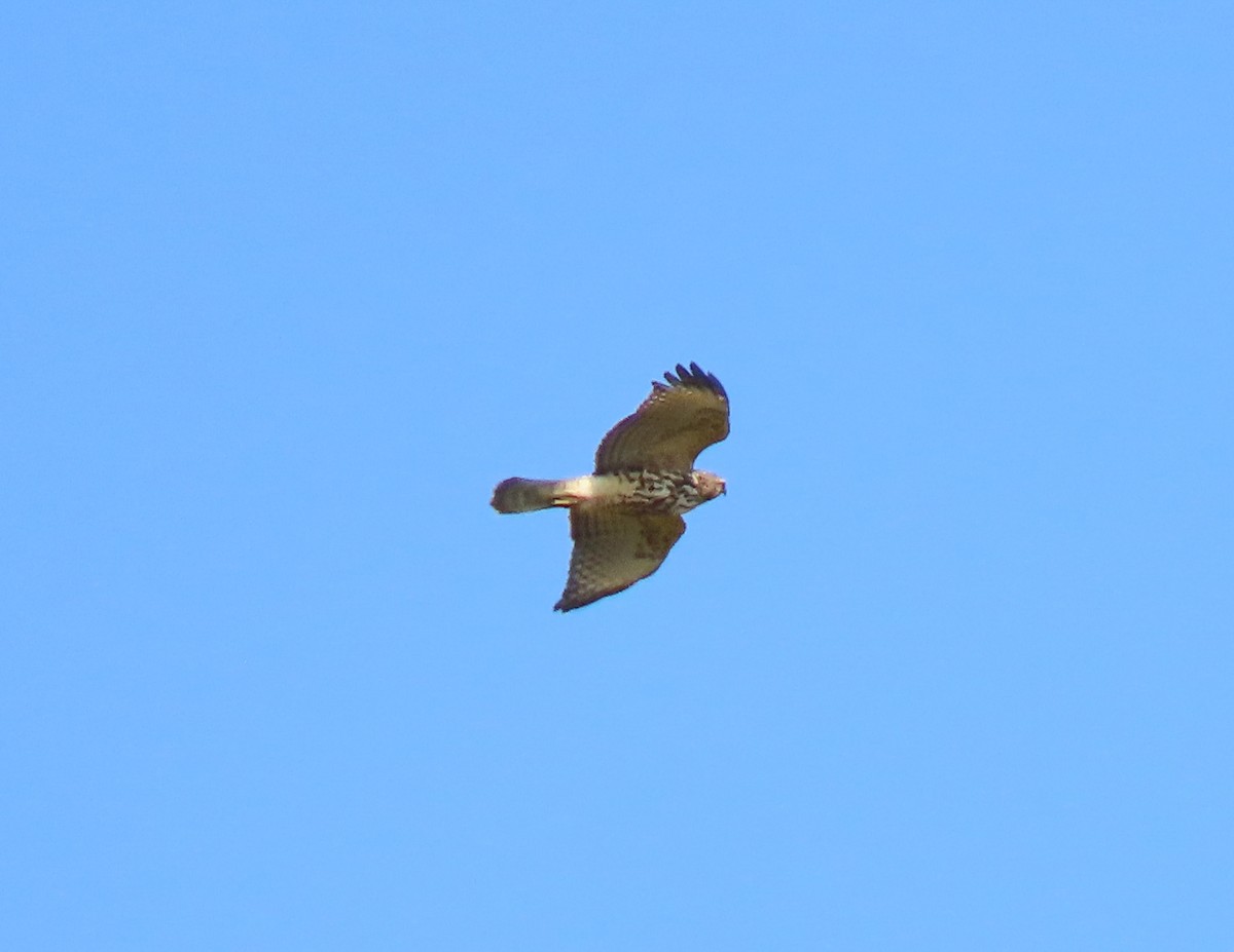 Broad-winged Hawk - ML641091563