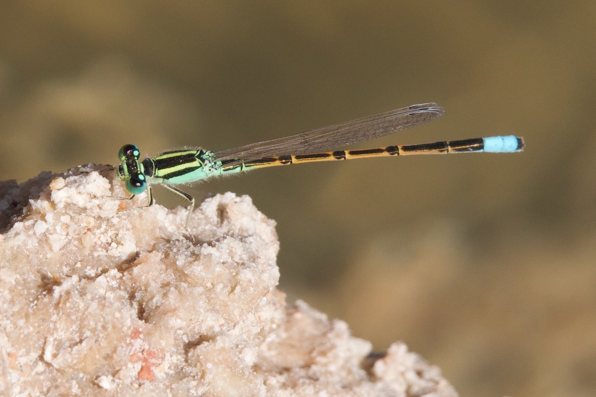 Forktails - ML641091568