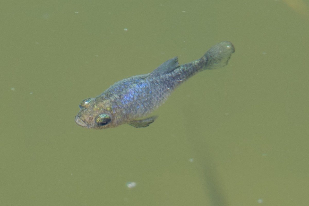 Pecos Pupfish - ML641091569