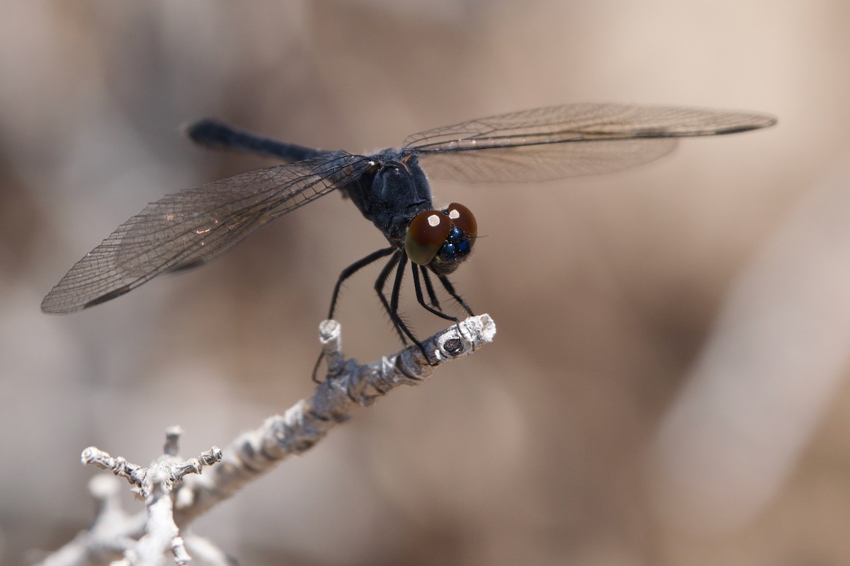 Seaside Dragonlet - ML641091572