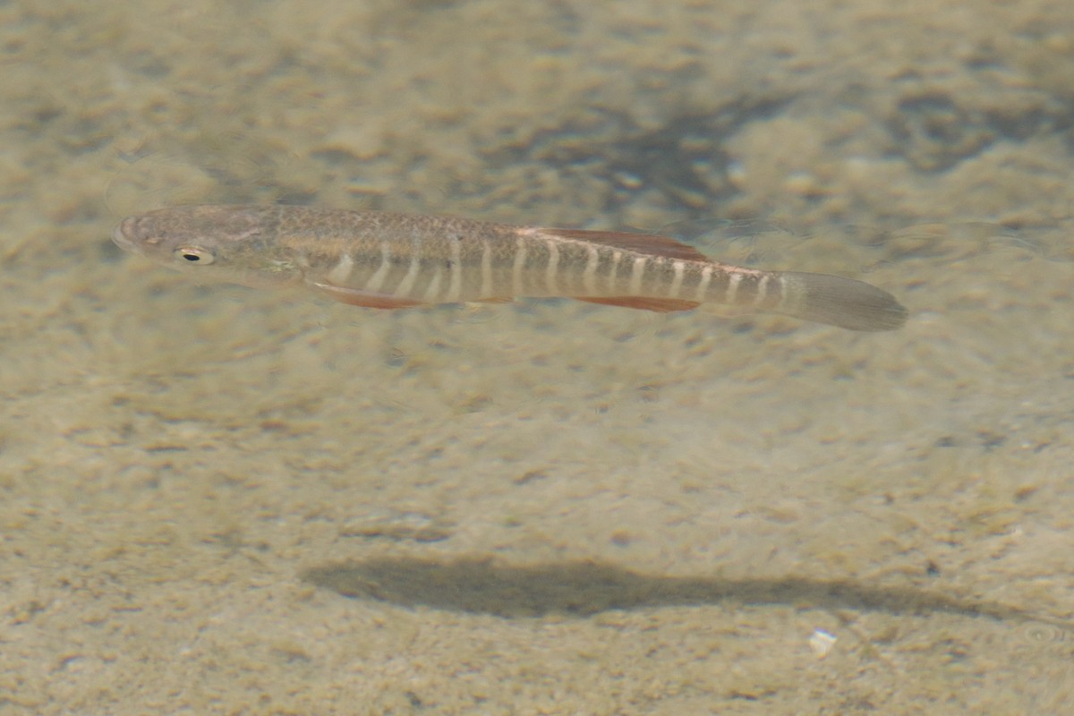 Plains Killifish - ML641091573