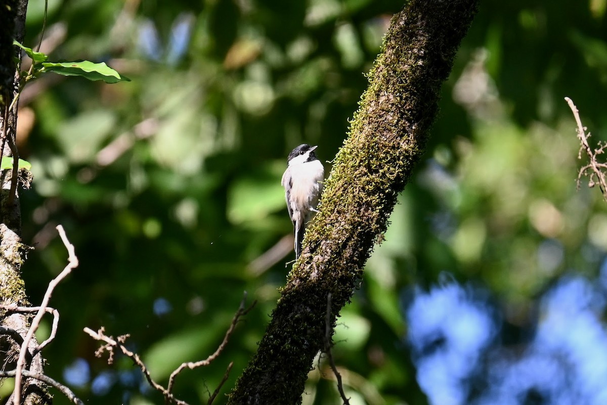 Carolina Chickadee - ML641091574