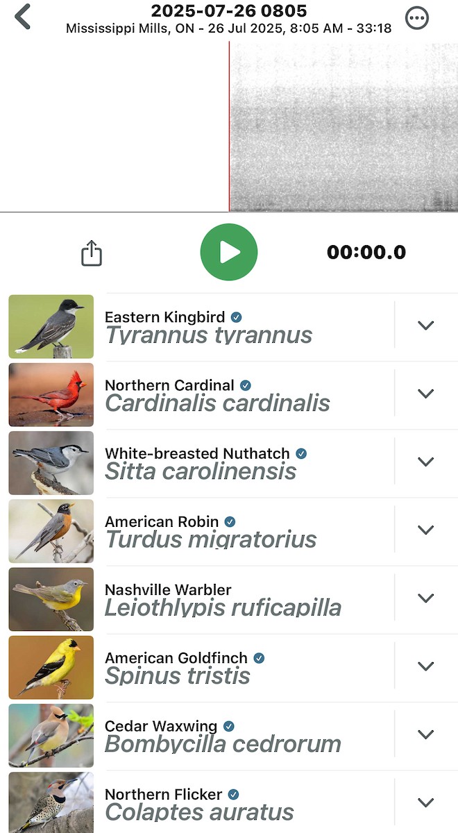 Northern Flicker - ML641091575