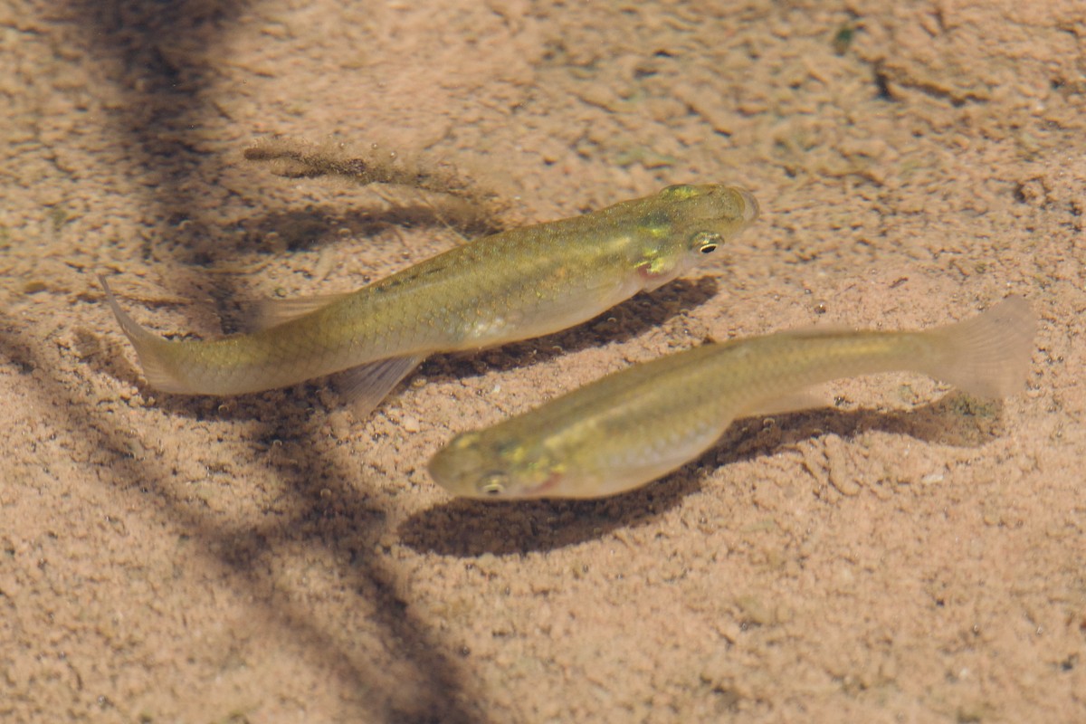 Western Mosquitofish - ML641091590