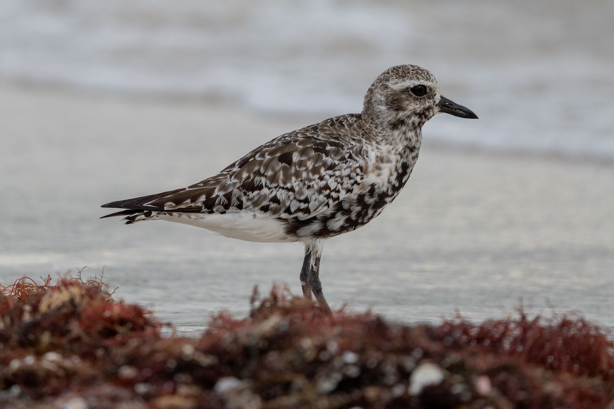 Black-bellied Plover - ML641091595
