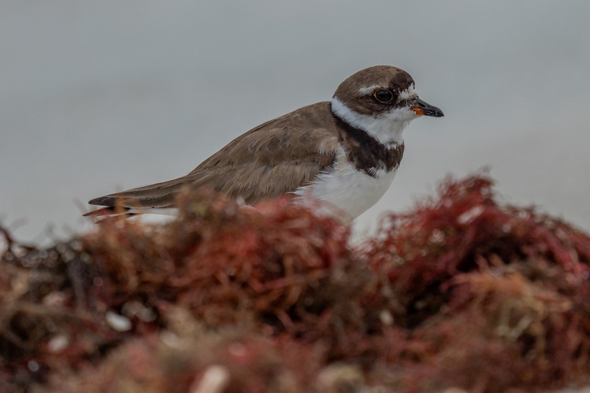 Semipalmated Plover - ML641091603