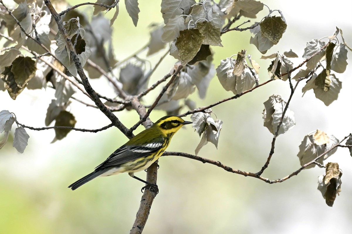 Townsend's Warbler - ML641091617