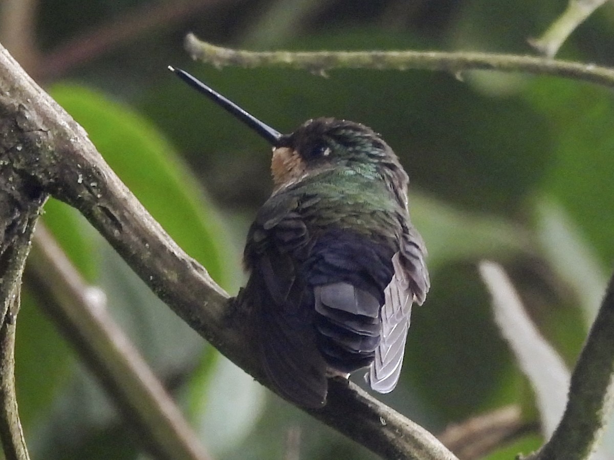 Golden-bellied Starfrontlet - ML641091619