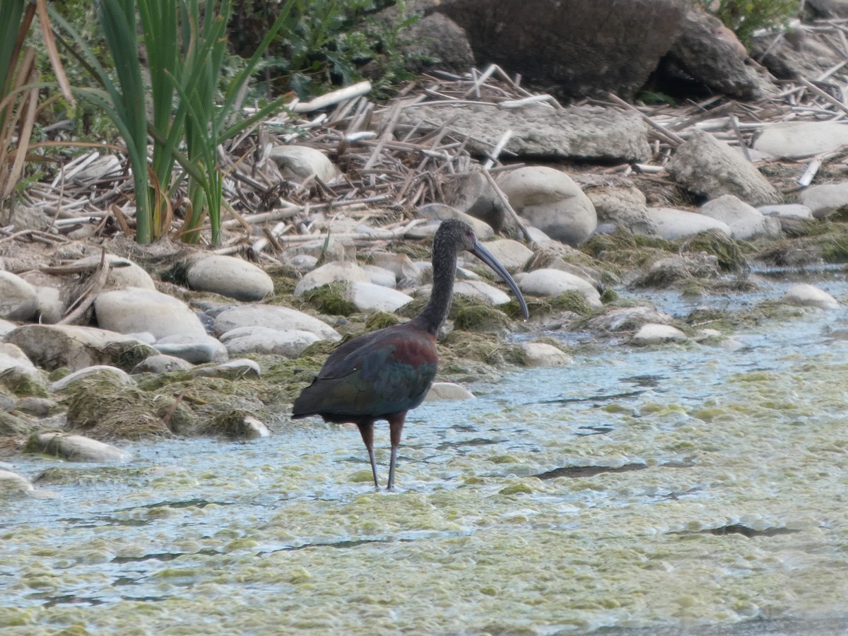 White-faced Ibis - ML641091620