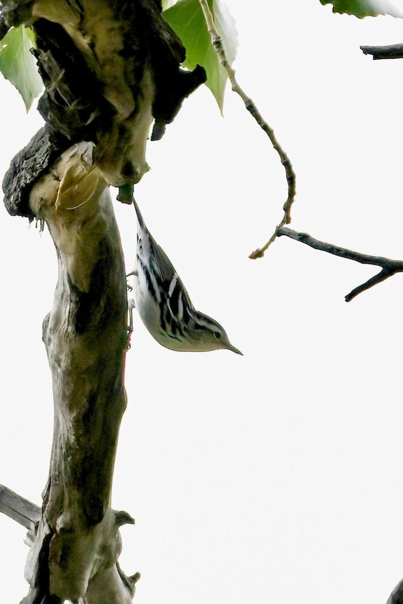 Black-and-white Warbler - ML641091628