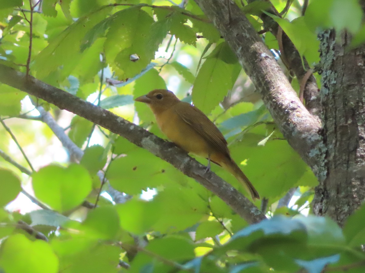 Summer Tanager - ML641091633