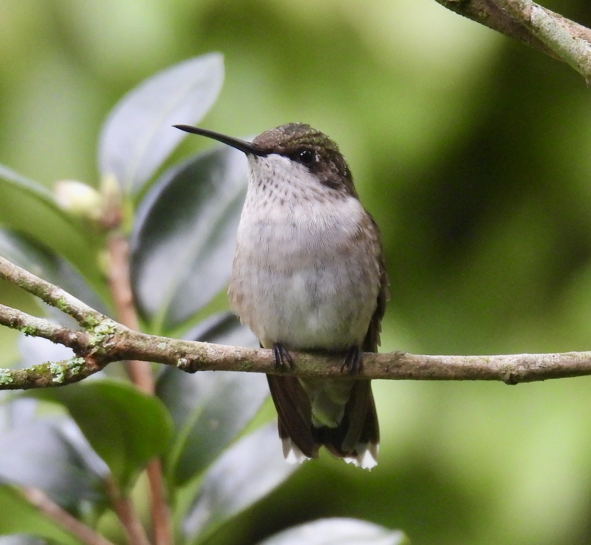 Ruby-throated Hummingbird - ML641091637