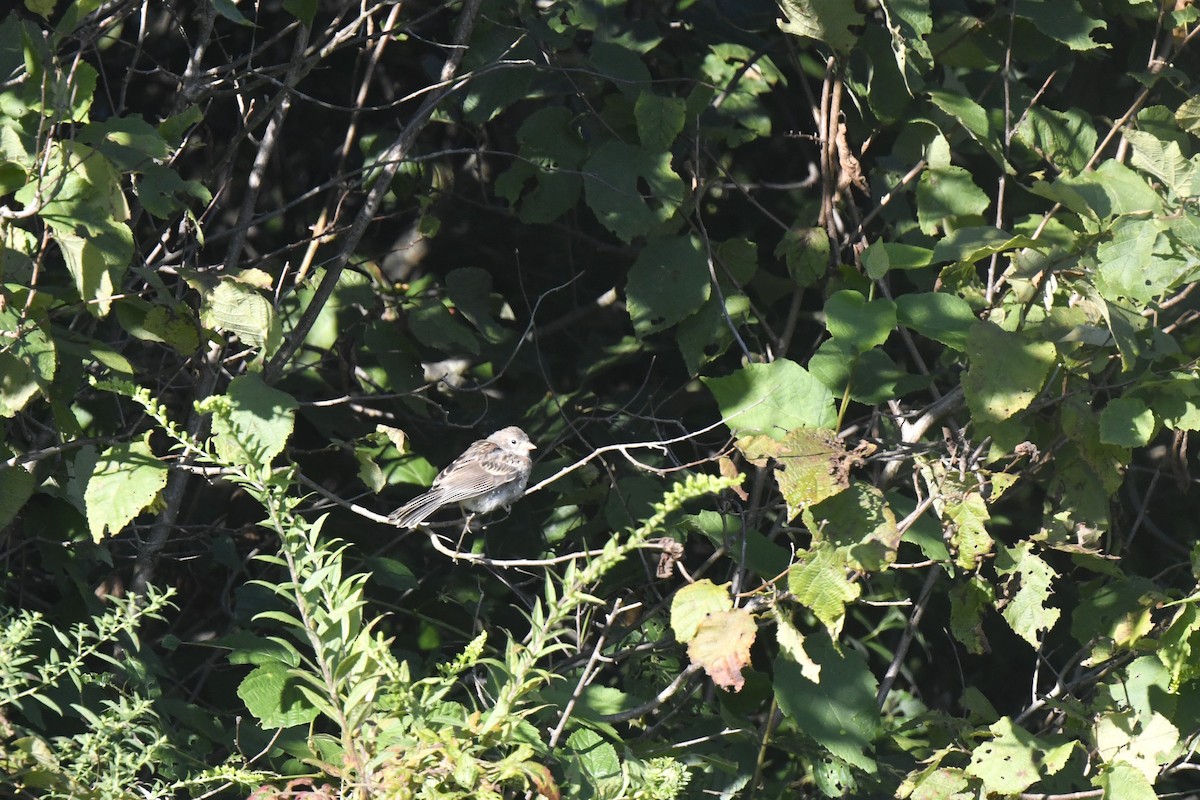 Field Sparrow - ML641091638