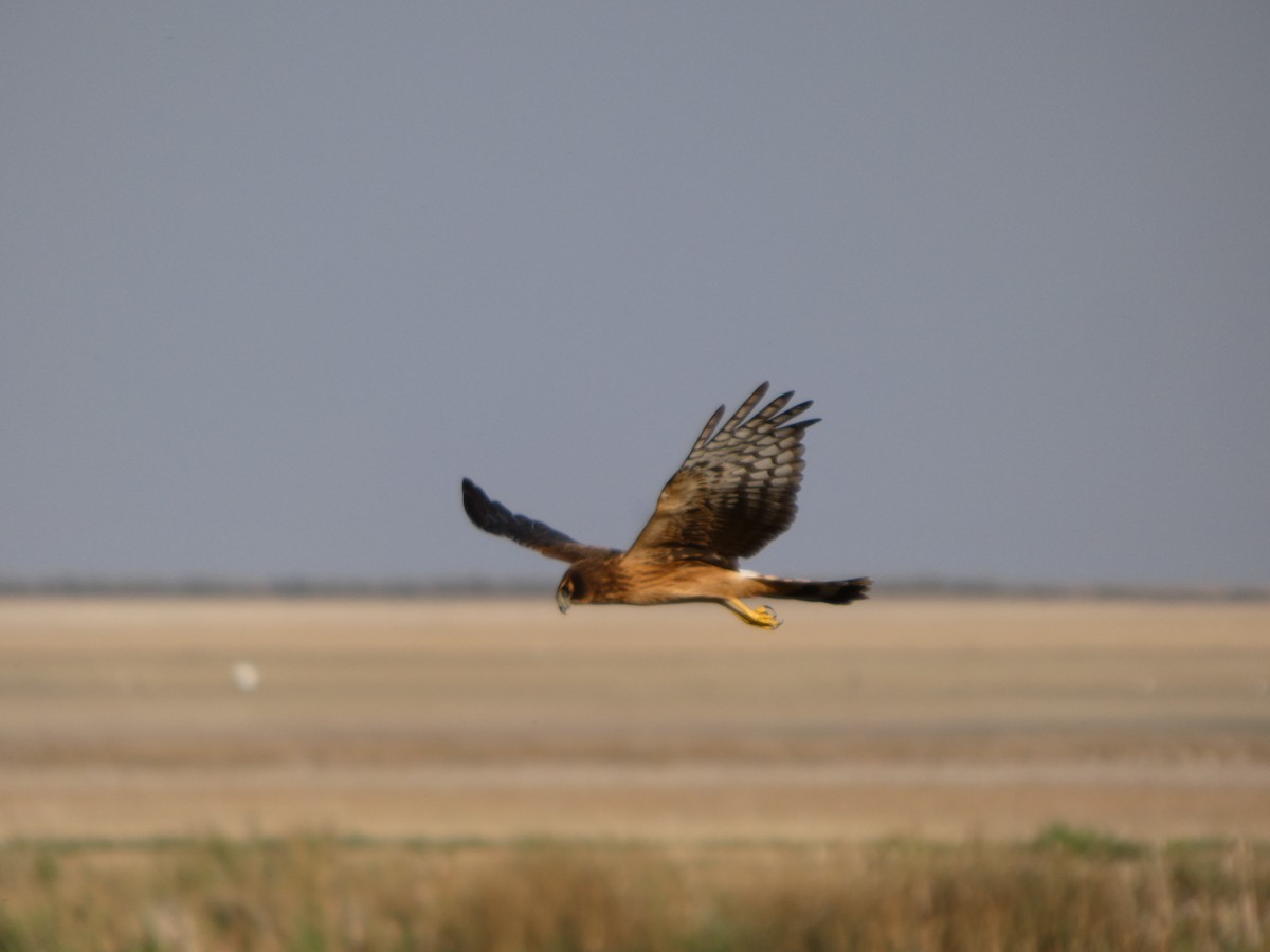 Northern Harrier - ML641091639