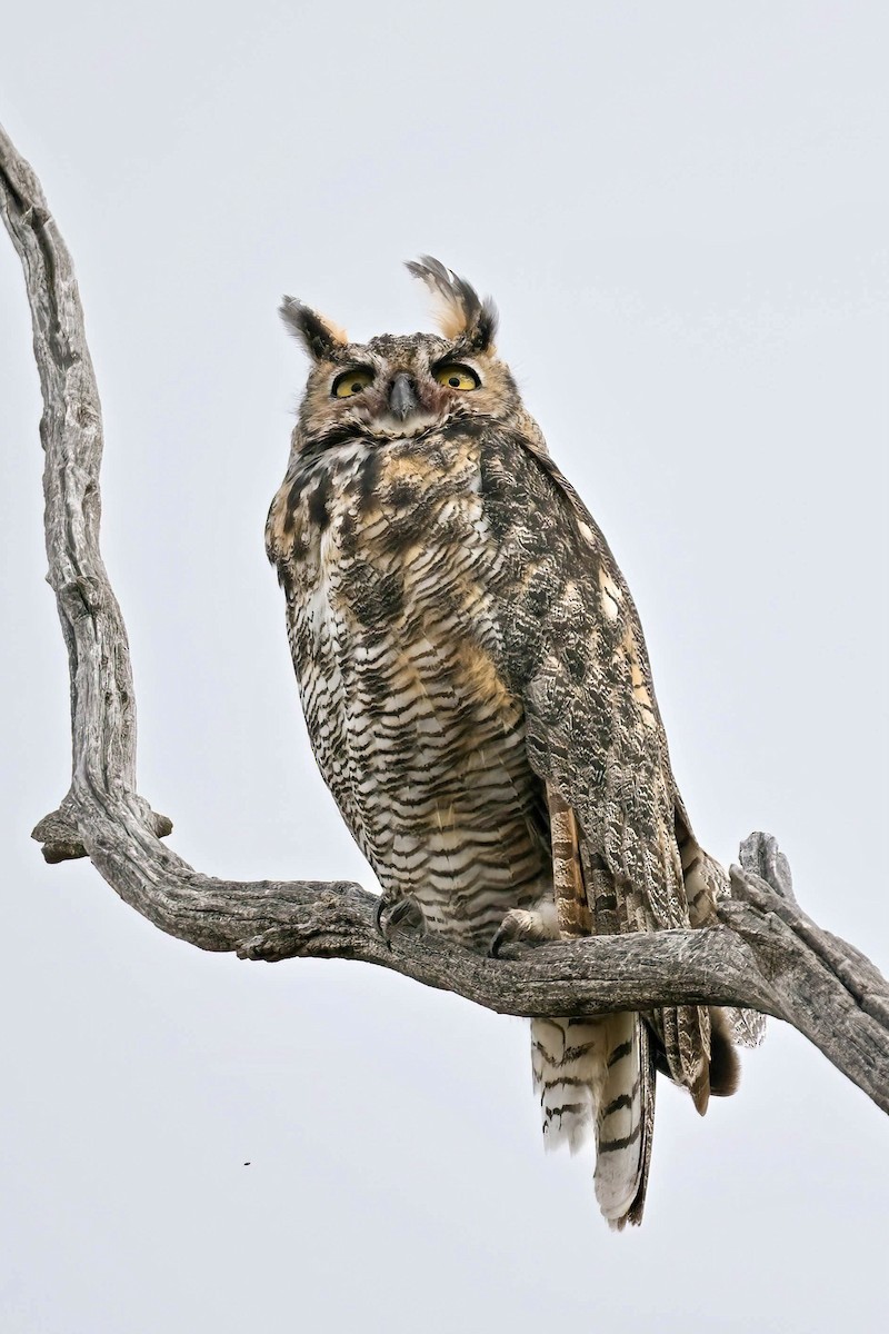 Great Horned Owl - ML641091641