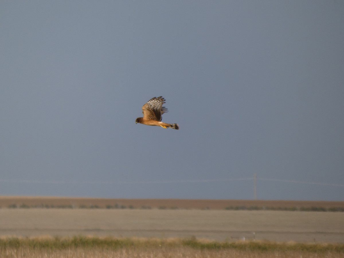 Northern Harrier - ML641091648