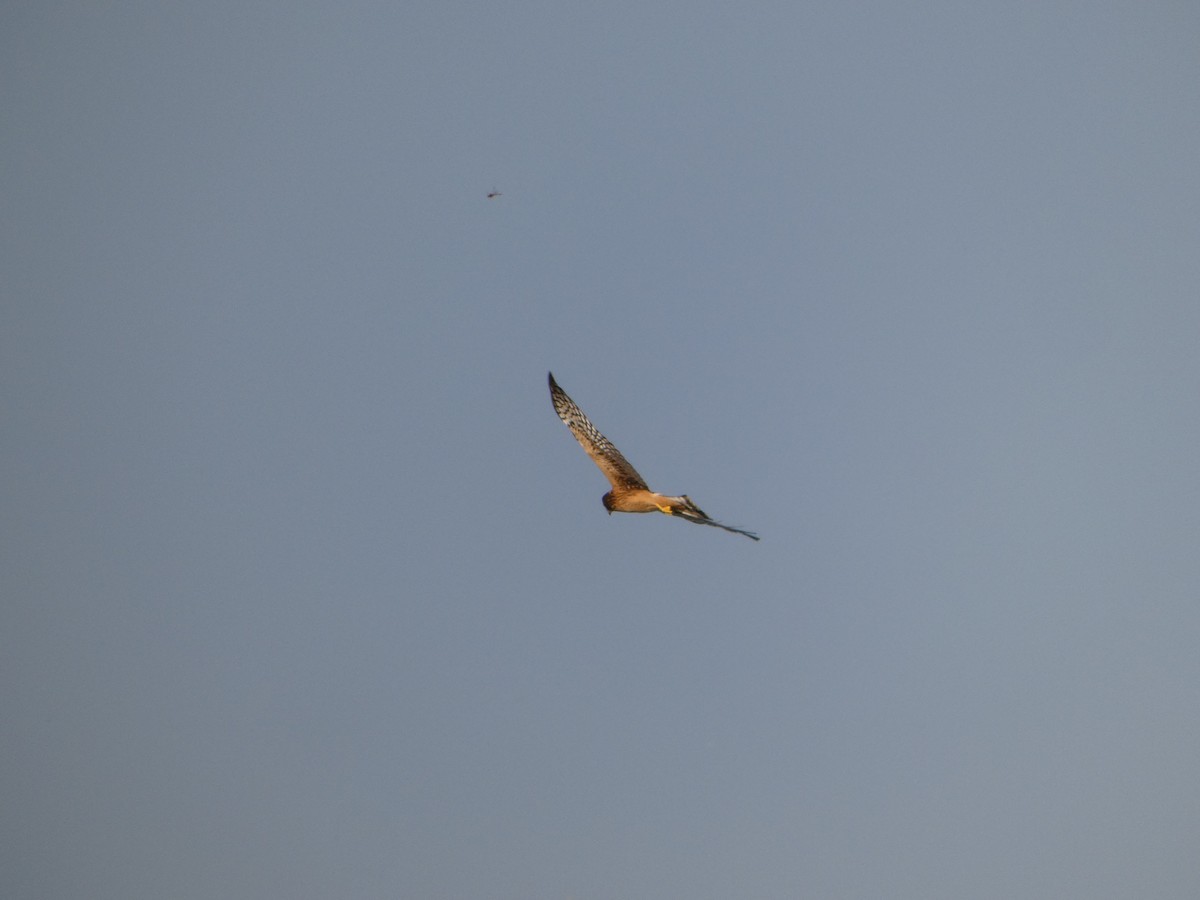 Northern Harrier - ML641091653
