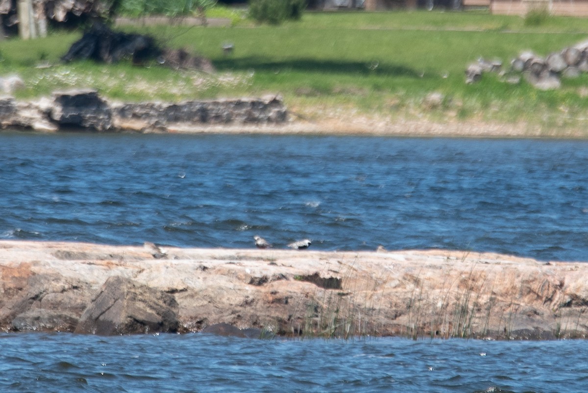 Black-bellied Plover - ML641091654