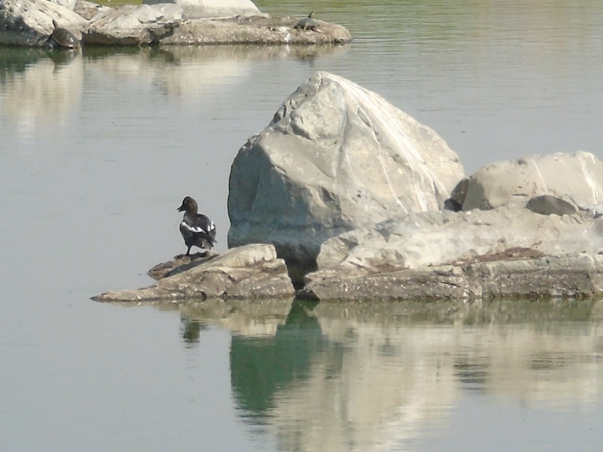 Common Goldeneye - ML641091661