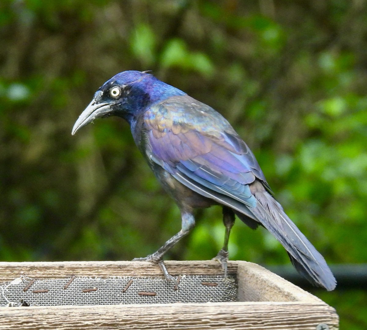 Common Grackle - ML641091675
