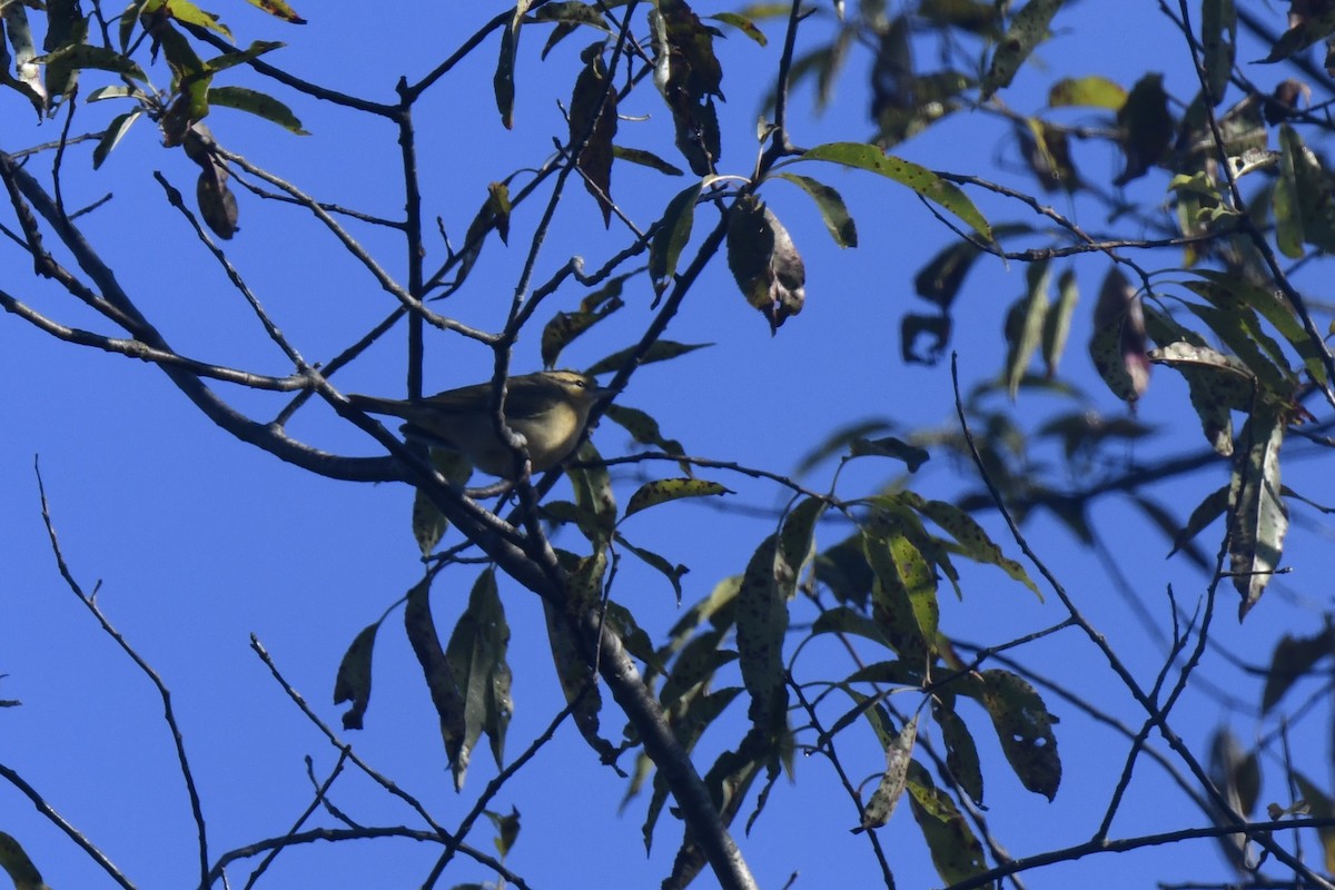 Worm-eating Warbler - ML641091677