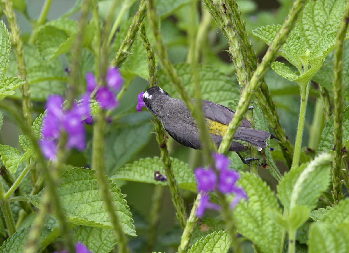 Bananaquit - ML641091681