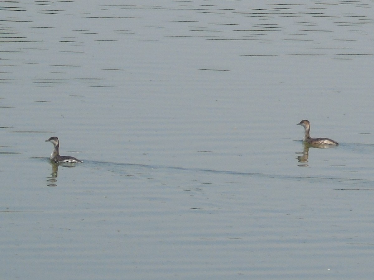 Horned Grebe - ML641091699
