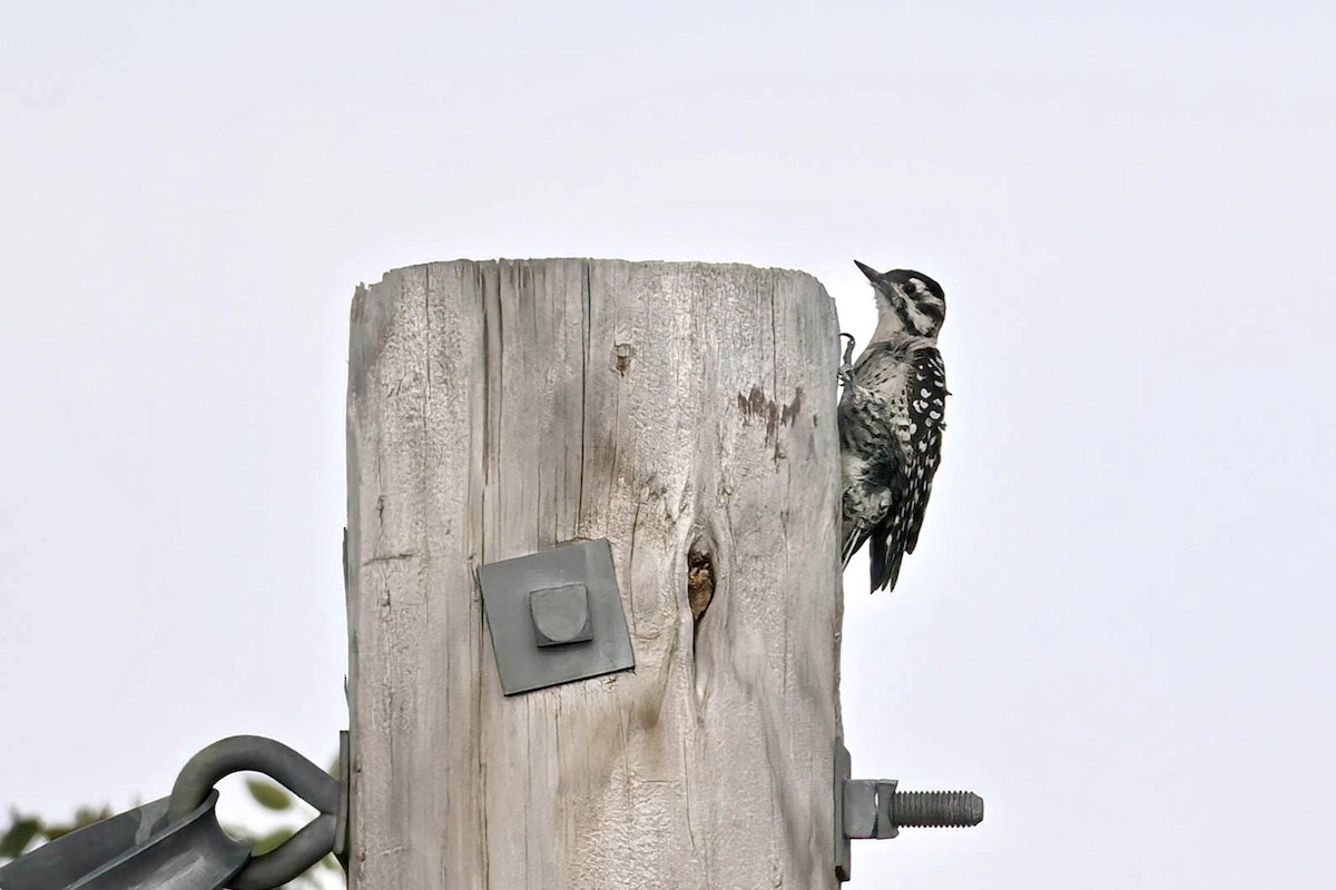 Ladder-backed Woodpecker - ML641091704