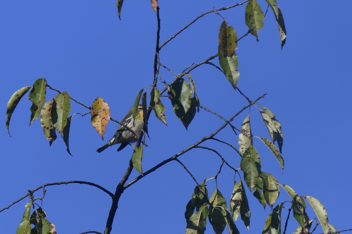Blackburnian Warbler - ML641091727