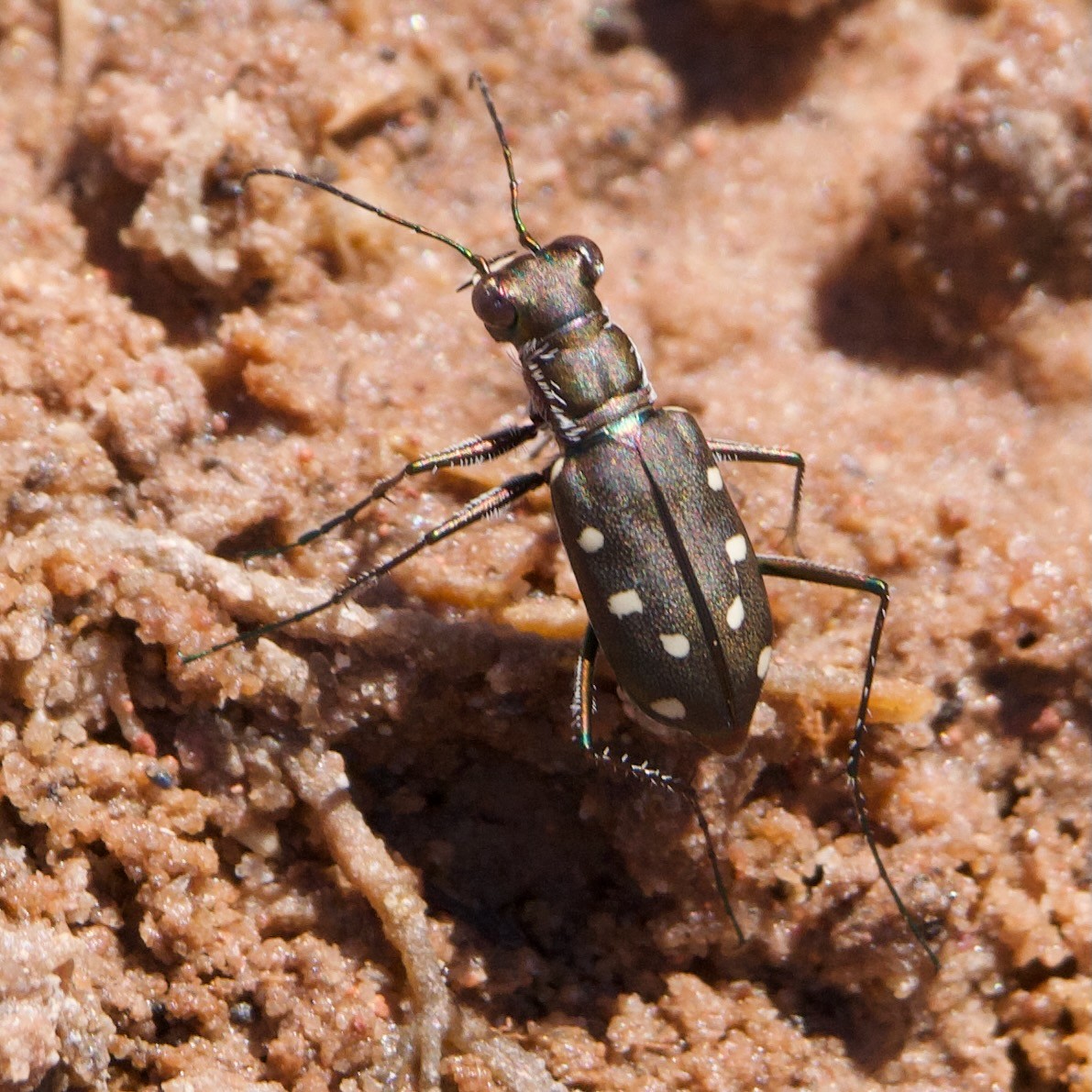 Ocellated Tiger Beetle - ML641091731