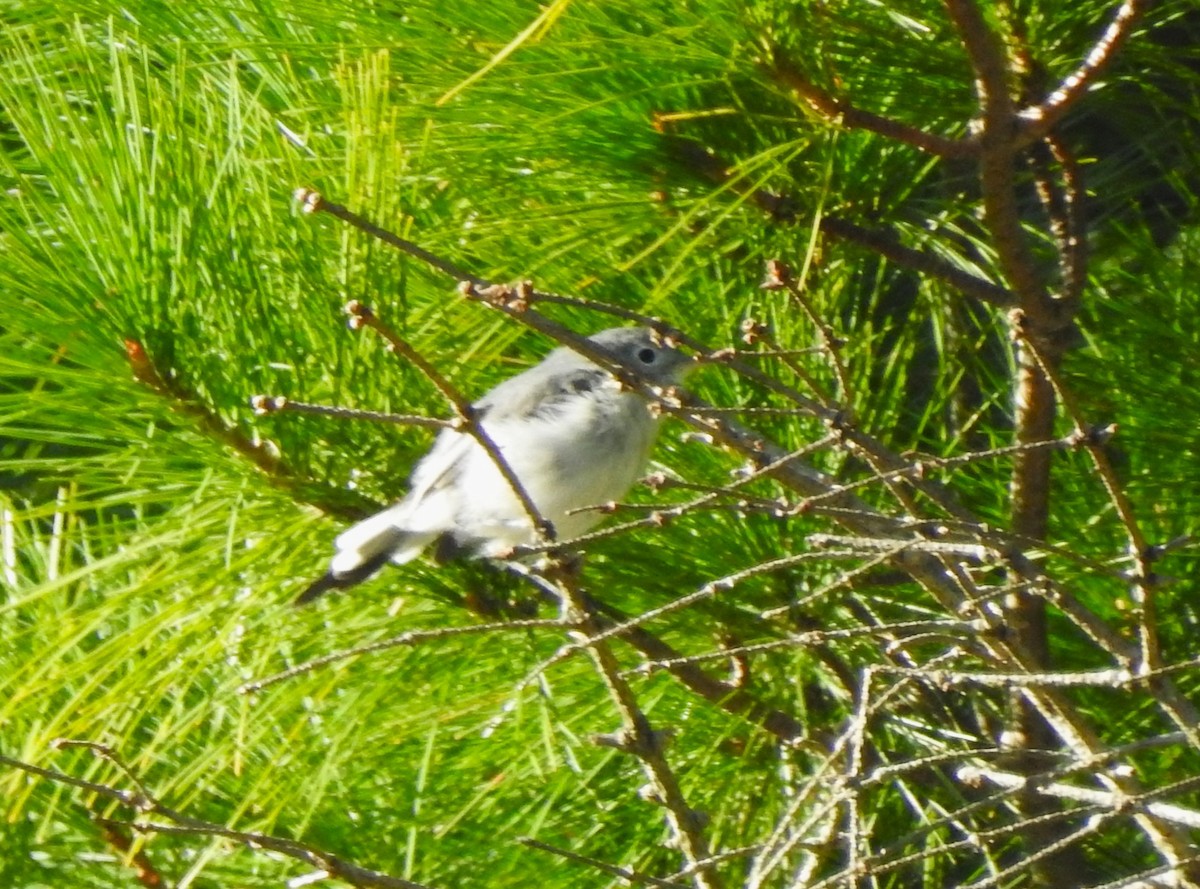 Blue-gray Gnatcatcher - ML641091735