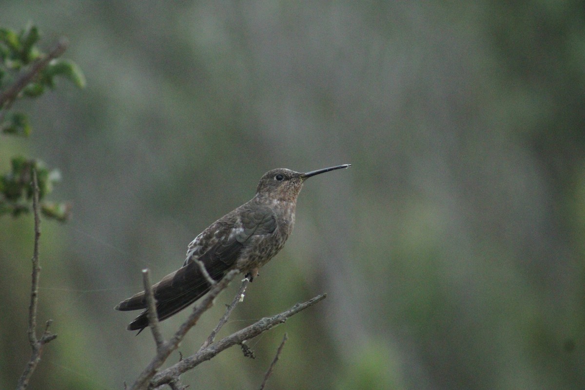 Giant Hummingbird - ML641091752