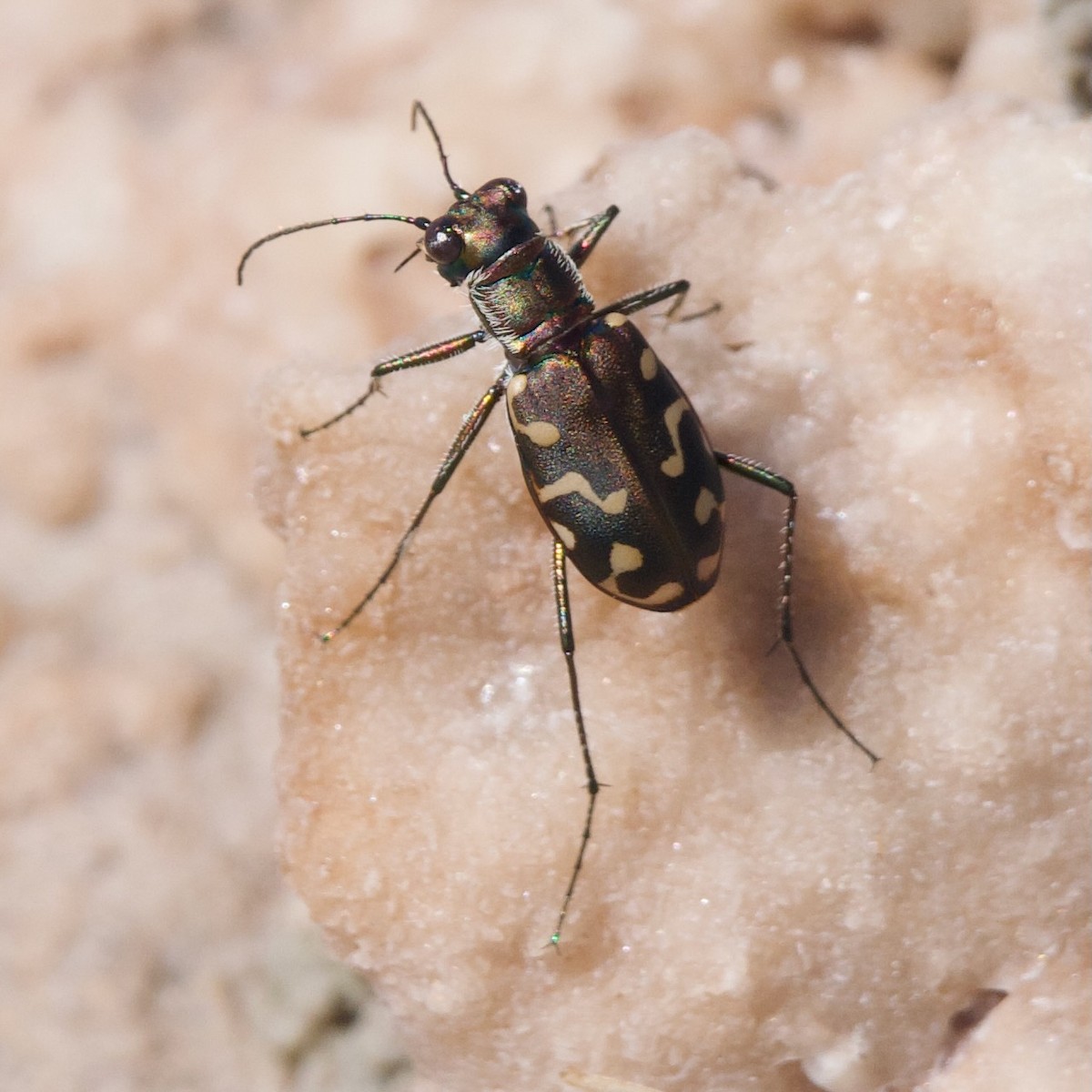 Wetsalts Tiger Beetle - ML641091758