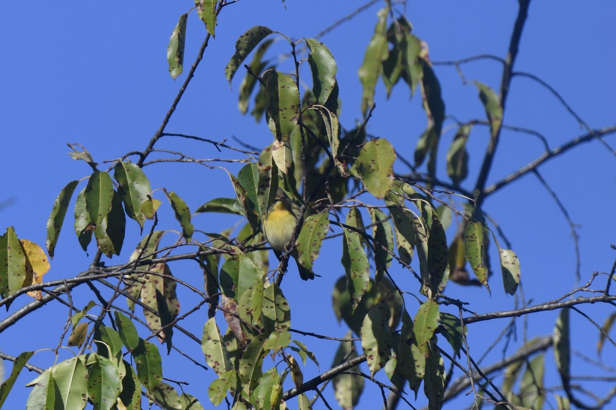 Blackburnian Warbler - ML641091763