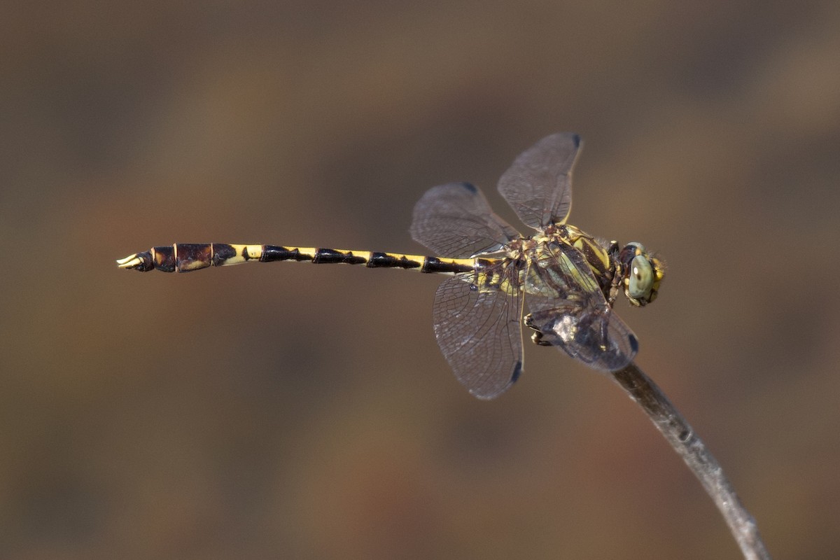 Common Sanddragon - ML641091770