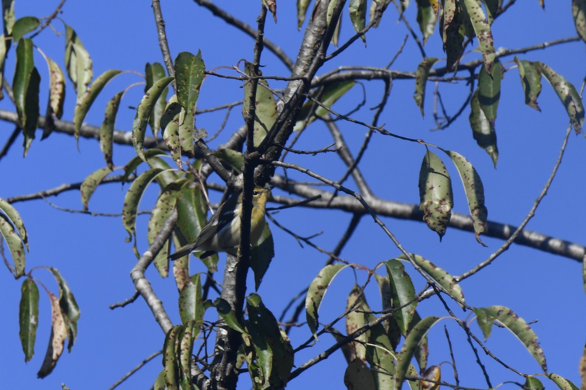 Blackburnian Warbler - ML641091771
