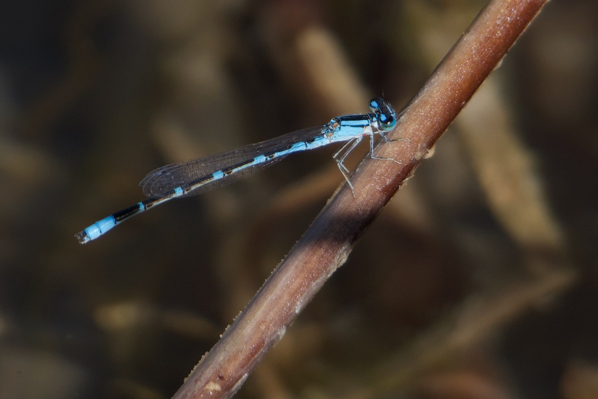 Arroyo Bluet - ML641091776