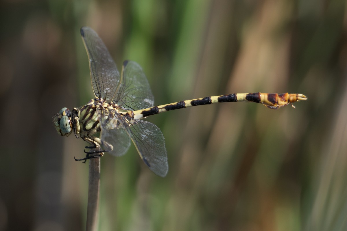 Four-striped Leaftail - ML641091786