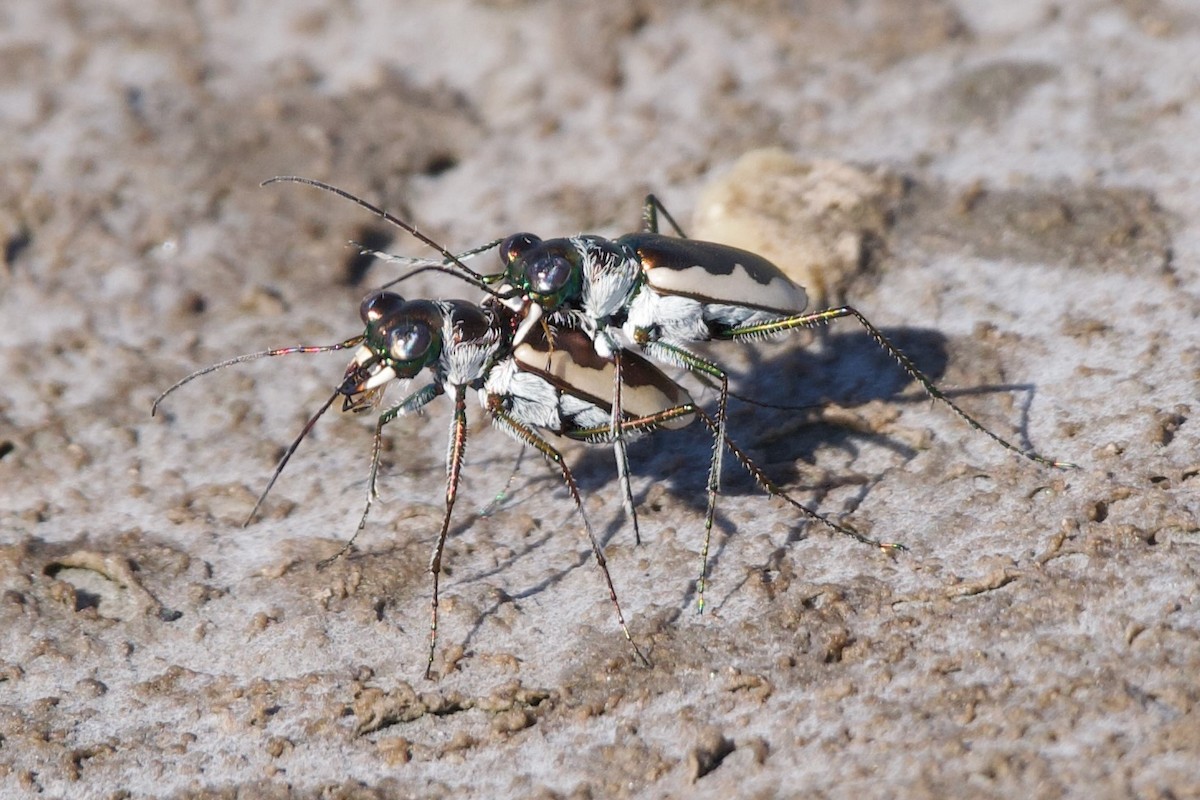 Cream-edged Tiger Beetle - ML641091787