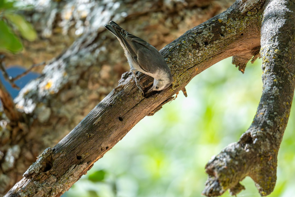 White-breasted Nuthatch - ML641091833