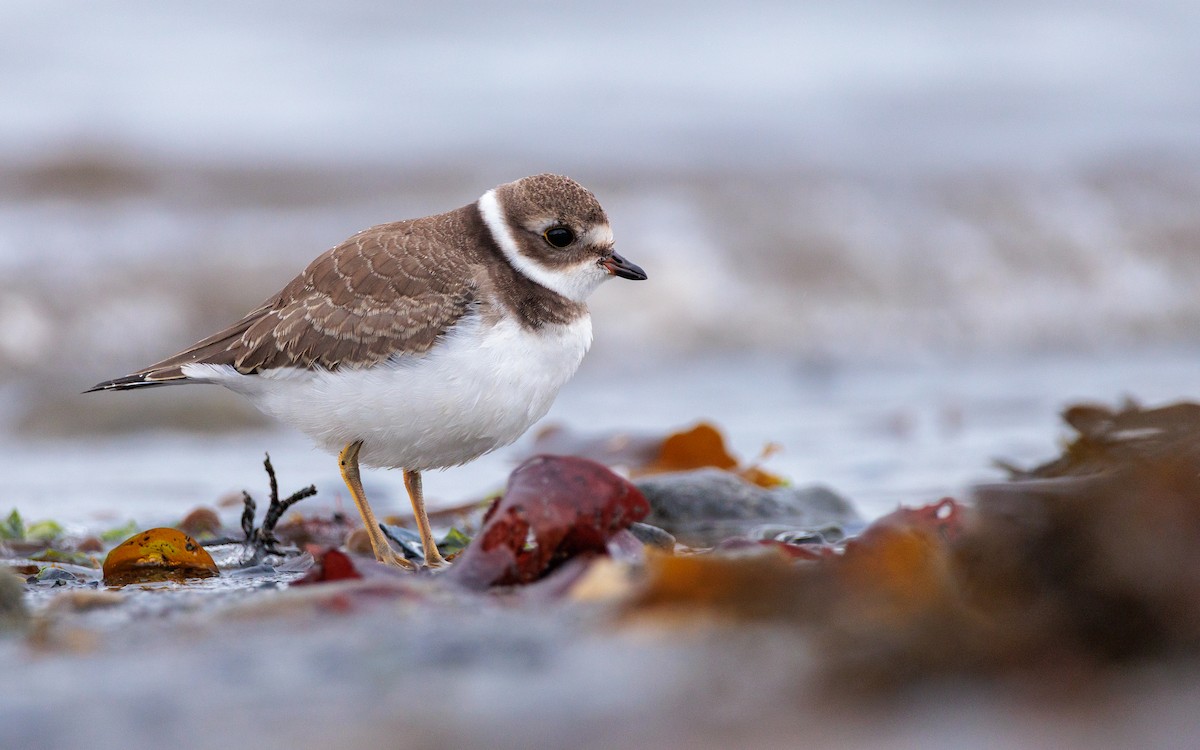 Semipalmated Plover - ML641091835