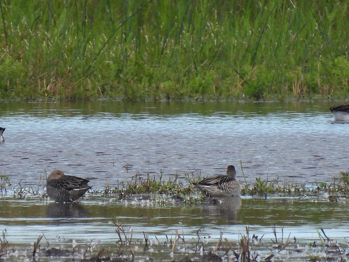 Northern Pintail - ML641091842
