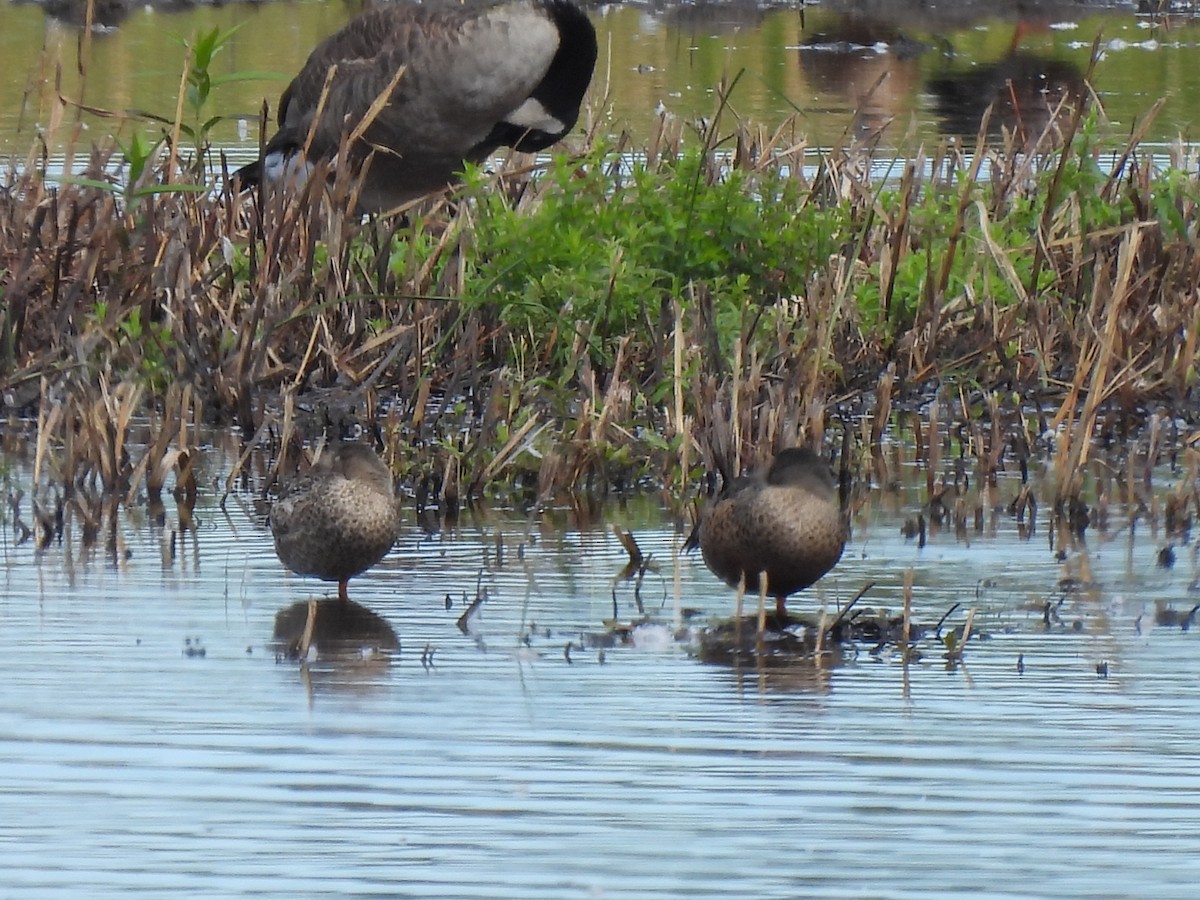Northern Pintail - ML641091843