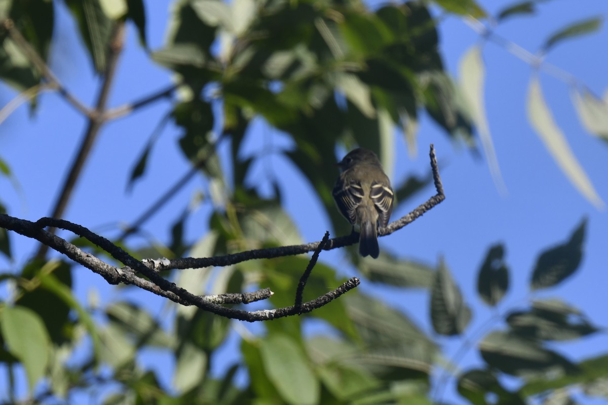 Least Flycatcher - ML641091859