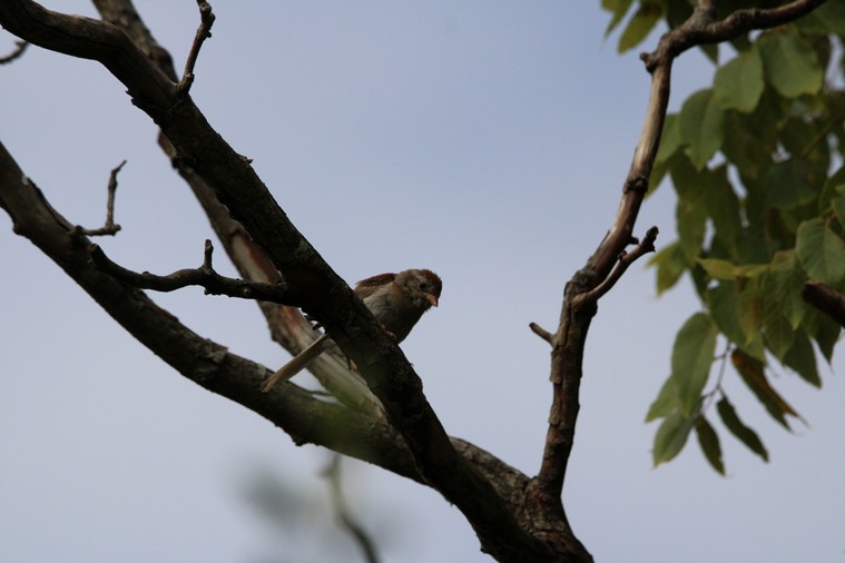 Field Sparrow - ML641091861