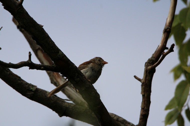 Field Sparrow - ML641091862