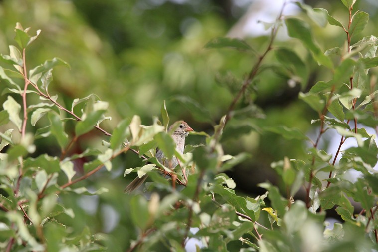 Field Sparrow - ML641091863