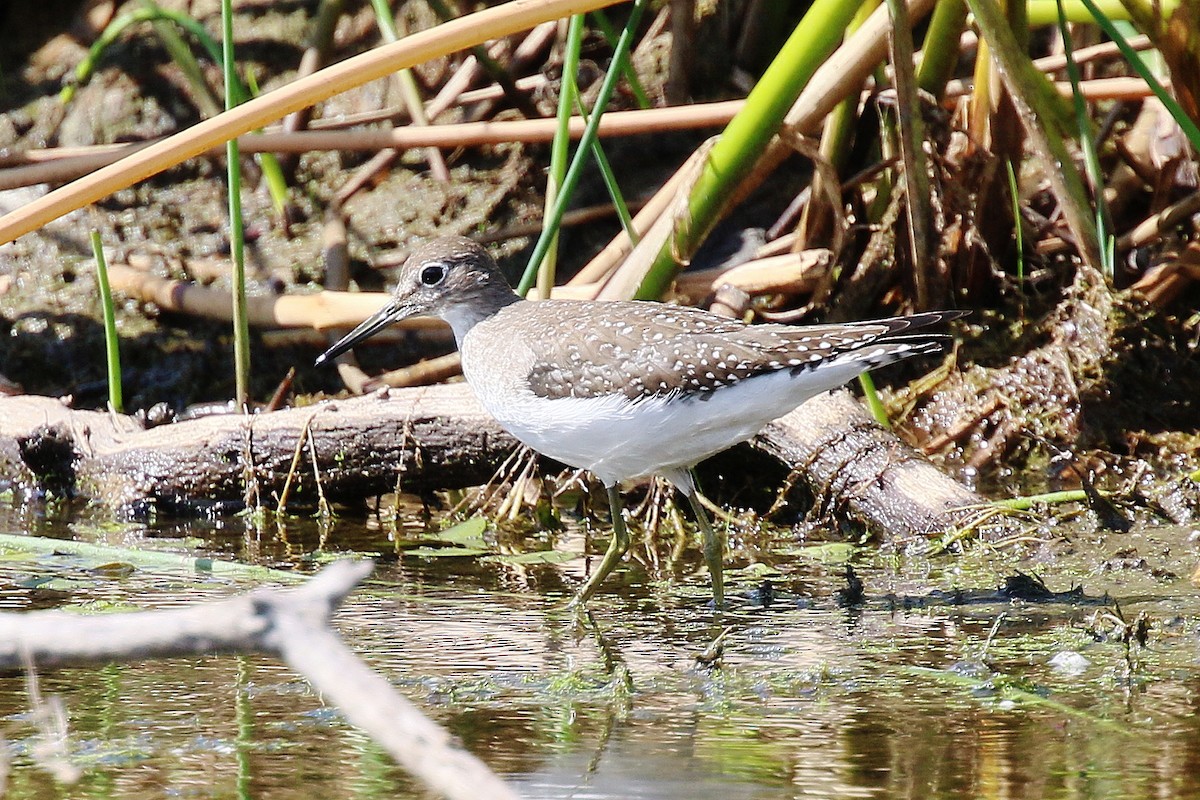 Solitary Sandpiper - ML641091864