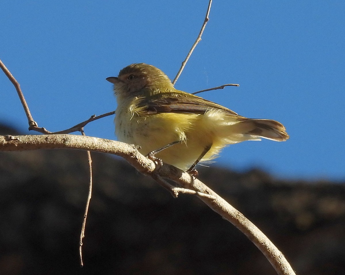 Weebill - ML641091901