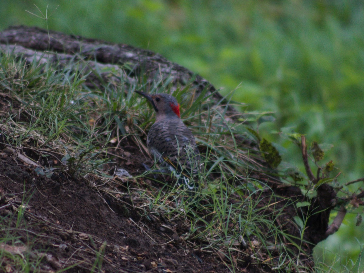 Northern Flicker - ML641091978